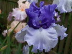 Tall Bearded Iris Crowned Heads