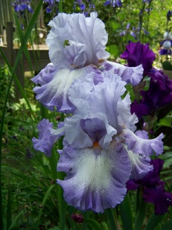 Tall Bearded Iris Acoma