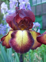 Tall Bearded Iris Provençal