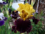 Tall Bearded Iris Tropical Garden