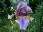 Tall Bearded Iris Burnt Toffee
