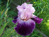 Tall Bearded Iris Astrology