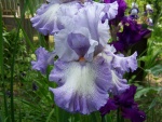 Tall Bearded Iris Acoma