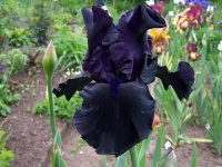 Tall Bearded Iris Hello Darkness