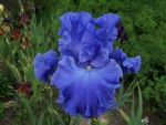 Tall Bearded Iris Yaquina Blue