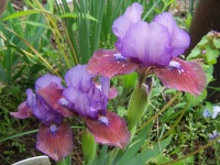 Standard Dwarf Bearded Iris Flirting Again (2002)