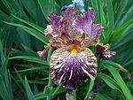 Standard Dwarf Bearded Iris Bewilderbeast